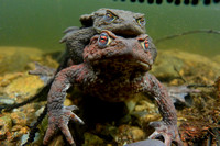 Toads and Newt