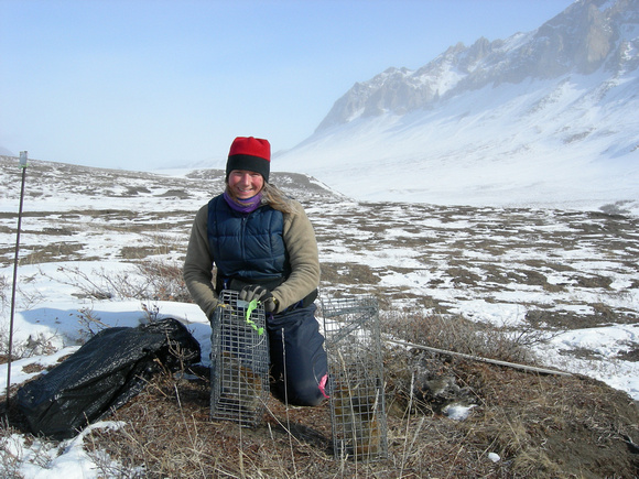 Field Work on Arctic Ground Squirrels