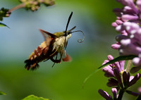 Hummingbird Clearwing Moths