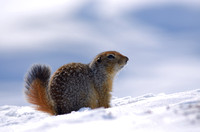 Arctic Ground Squirrels