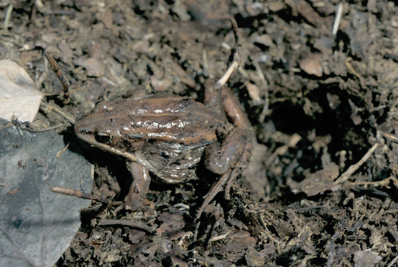 Wood frog at hibernaculum