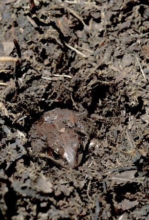 Overwintering site (hibernaculum)with wood frog