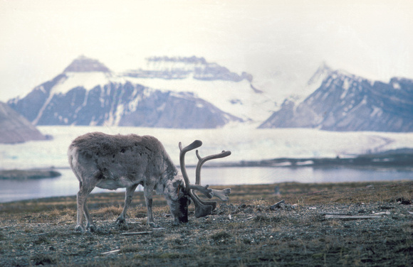 Svalbard Reindeer in Kings Bay, Svalbard
